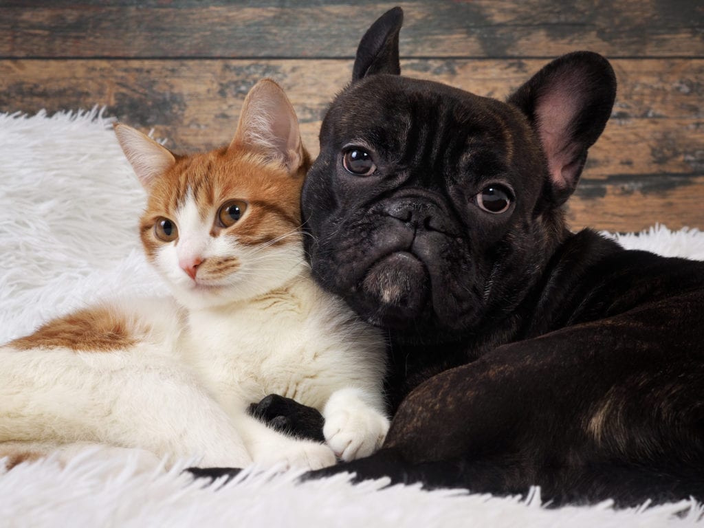 el gato y el perro juntos. Lindas mascotas. Retrato