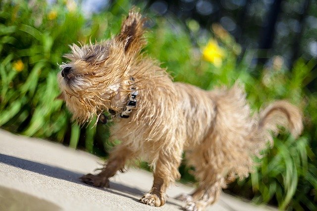 dog shaking water