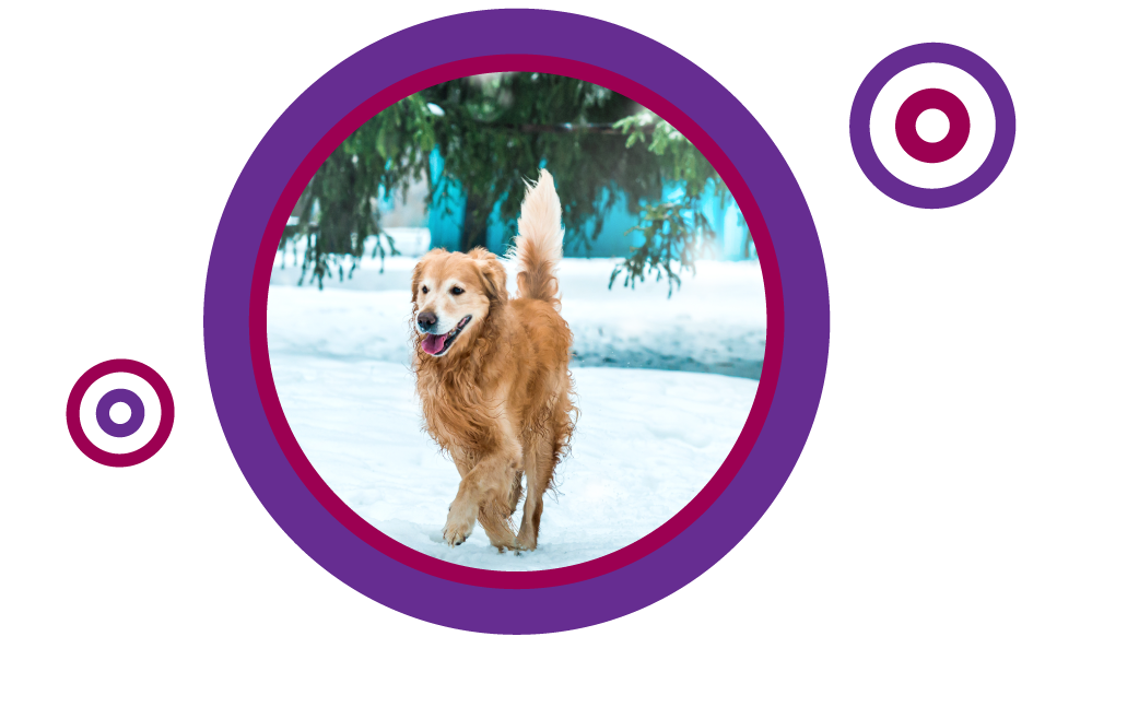 Dog in the snow